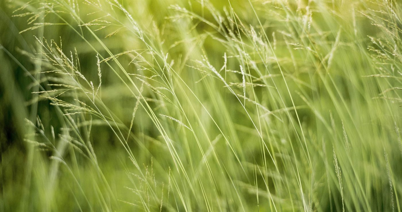 SuedLink: Koordination Umwelt